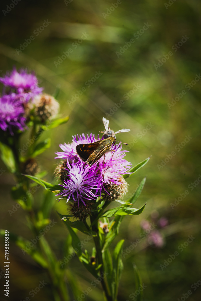 butterfly and bee on  flower - obrazy, fototapety, plakaty 