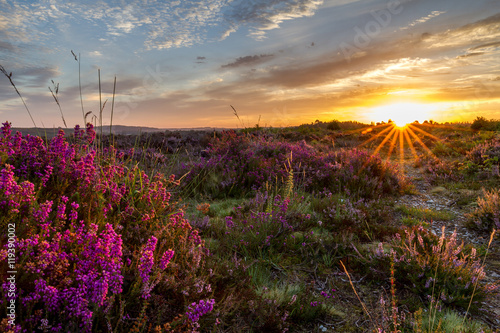 sunrise glow over heather on colorful heathland