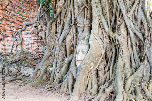 Head parts ruins of ancient buddha statue were covered up the roots of a banyan tree on the old wall at Wat Phra Mahathat temple in Phra Nakhon Si Ayutthaya Historical Park  Thailand