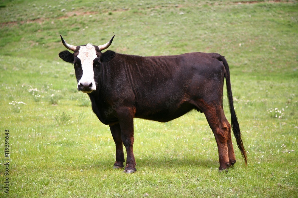 A cow  in Gorkhi-Terelj National Park at Ulaanbaatar , Mongolia