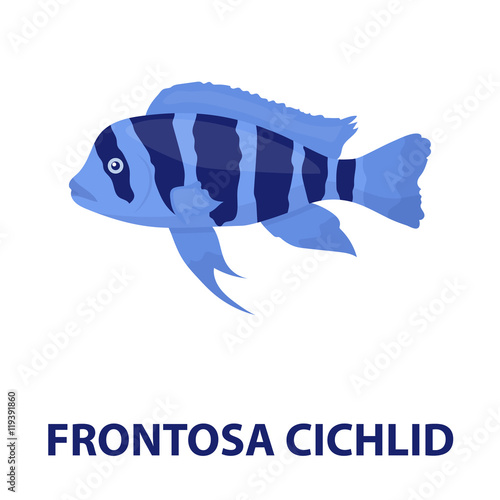 Frontosa Cichlid Cyphotilapia Frontosa fish icon cartoon. Singe aquarium fish icon from the sea,ocean life cartoon.