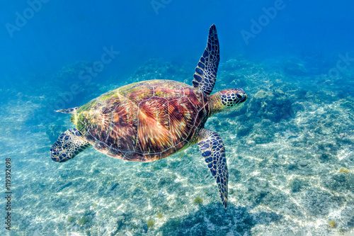 Green sea turtle (Chelonia mydas) coming up to the surface for air, Apo Island Marine Reserve, Negros Oriental Province, Republic of the Philippines.