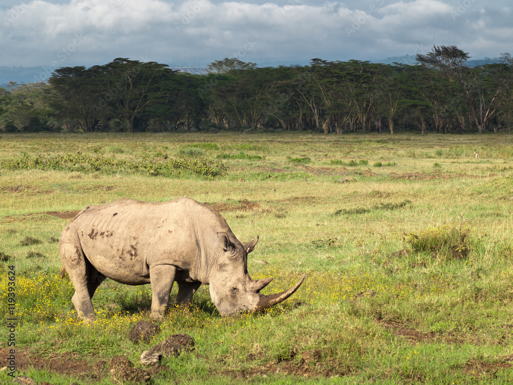 Obraz premium Adult rhino with two big horns grazing in a field with flowers on a background of trees and cloudy sky in the Nakuru National Park in Kenya