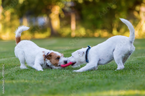 two Parson Russell Terrier fighting for a toy