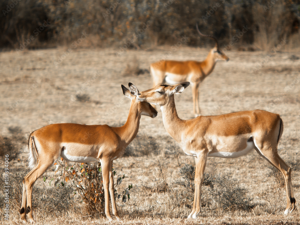 Two young antelope standing next to each other and touching their heads against the background of the savannah in the Massai Mara National Park in Kenya Two young antelope standing next to each other and touching their heads against the background of the savannah in the Massai Mara National Park in Kenya