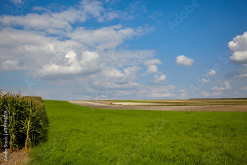 Corn field and sky with beautiful clouds   Corn field