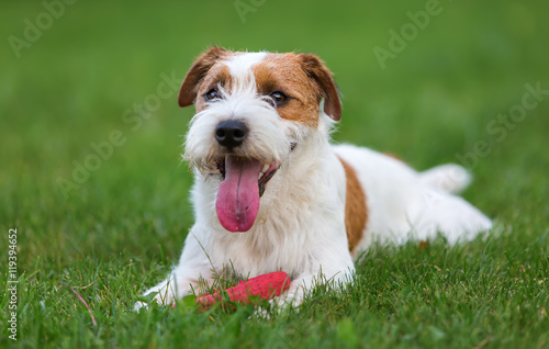 outdoor portrait of a Parson Russell Terrier