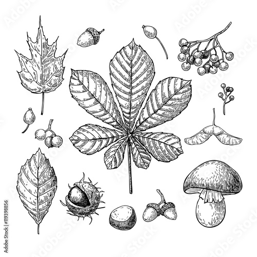 Autumn vector set with leaves, berries, chestnuts, nuts, mushroo