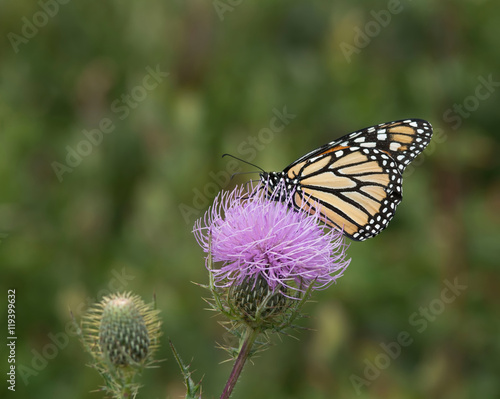 Monarch Butterfly