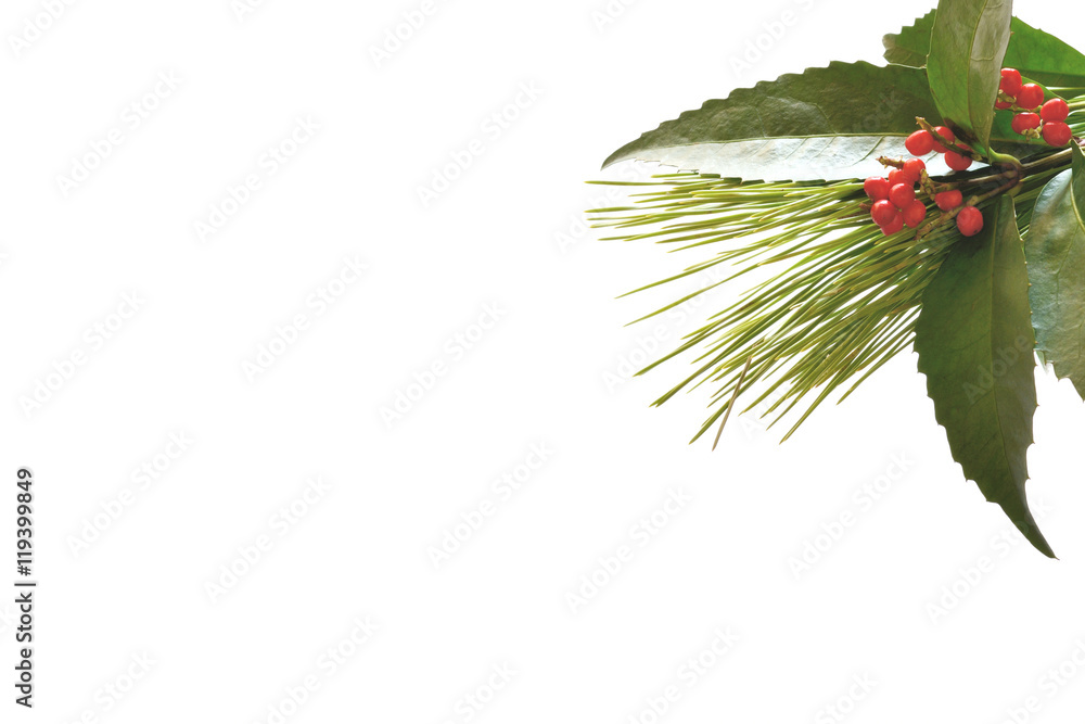 千両の実と松葉 和紙背景 白バック Stock 写真 Adobe Stock