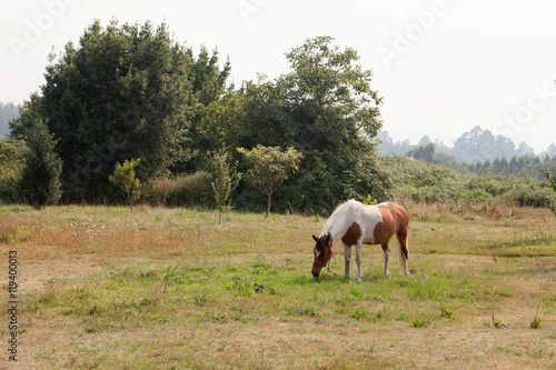 Nice free horse in the pastures