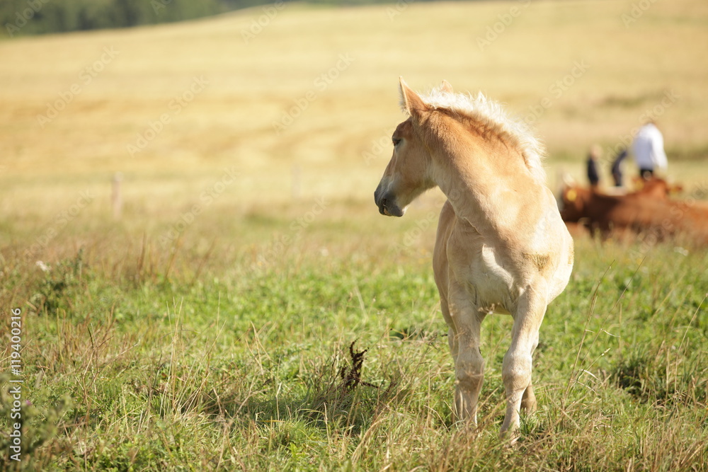 Fototapeta premium two horses - baby horse and mother on green grass with trees in the background