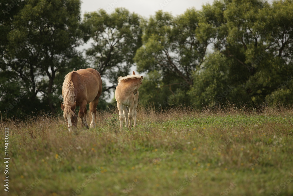 two horses - baby horse and mother on green grass with trees in the background two horses - baby horse and mother on green grass with trees in the background