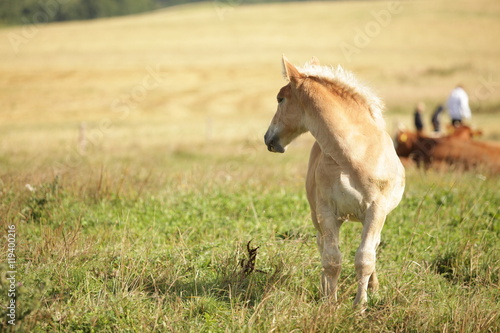 two horses - baby horse and mother on green grass with trees in the background