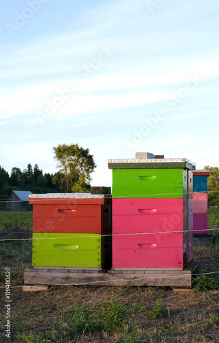 Pink and Green Beehives