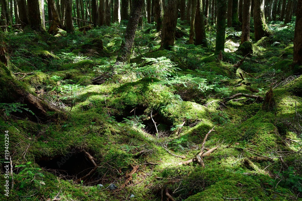 白駒池の昼でも暗い苔の森-別名:もののけの森 白駒池の昼でも暗い苔の森-別名:もののけの森