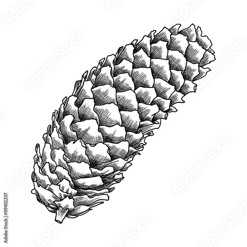 Hand drawing pine cone. Pinecone drawing.  Decoration of greeting cards or holiday background. Highly detailed classic, ink art in engraved style, Spruce. Black and white realistic illustration.