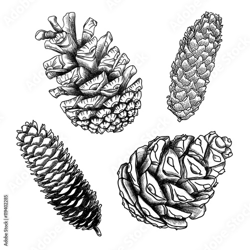 Set of sketch hand drawing pine cones on white background. Collection of Christmas hand drawn fir cones. Male, female conifer cones of various trees cedars, firs, hemlocks, larches, pines and spruces.