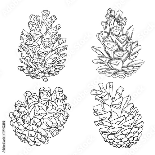 Fototapeta Naklejka Na Ścianę i Meble -  Set of sketch hand drawing pine cones on white background. Collection of Christmas hand drawn fir cones. Male, female conifer cones of various trees cedars, firs, hemlocks, larches, pines and spruces.