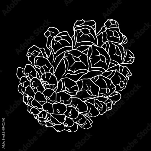 Vector hand drawing black and white realistic illustration of pine cone, fir cone with open shells.