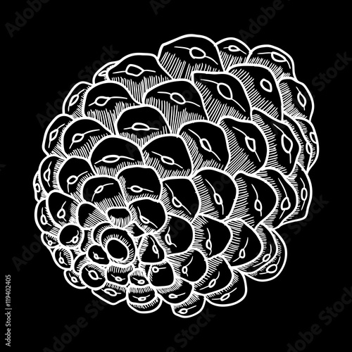 Vector hand drawing black and white realistic illustration of pine cone, fir cone with open shells.