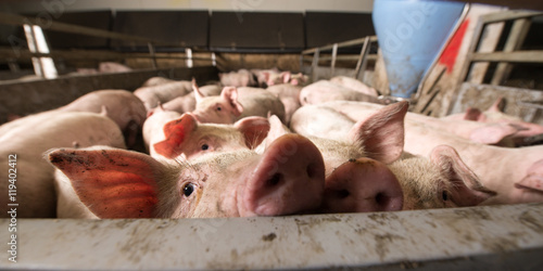 pig at factory
