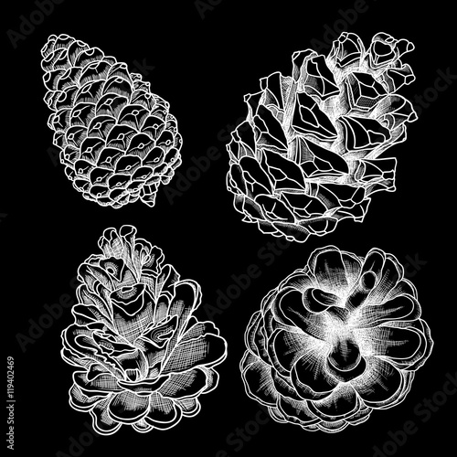 Set of vector hand drawn black and white realistic of pine cones. Collection of Christmas hand drawn fir cones. Cones of various trees cedars, firs, hemlocks, larches, pines and spruces.