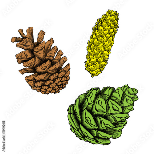 Hand drawing collection of pine cones. Forest vintage elements set of pine, spruce cones. Various color Male and female conifer cones of various trees cedars, firs, hemlocks, larches, pines, spruces.