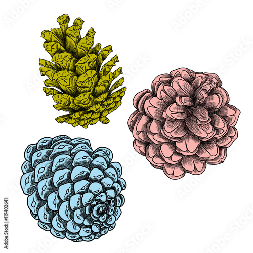 Hand drawing collection of pine cones. Forest vintage elements set of pine, spruce cones. Various color Male and female conifer cones of various trees cedars, firs, hemlocks, larches, pines, spruces.