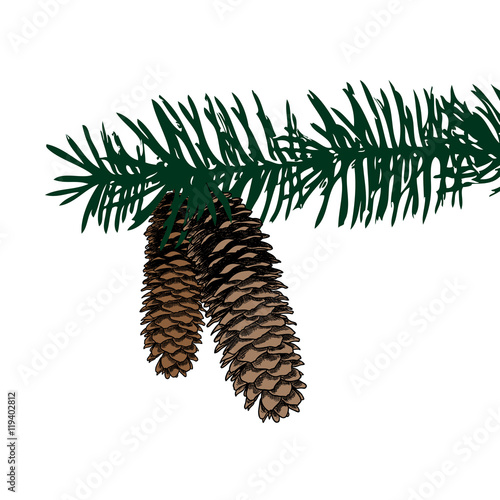 Conifer cone on pine tree branches, pine cone, hand drawing in color pinecone with open scales on branches with needles. 