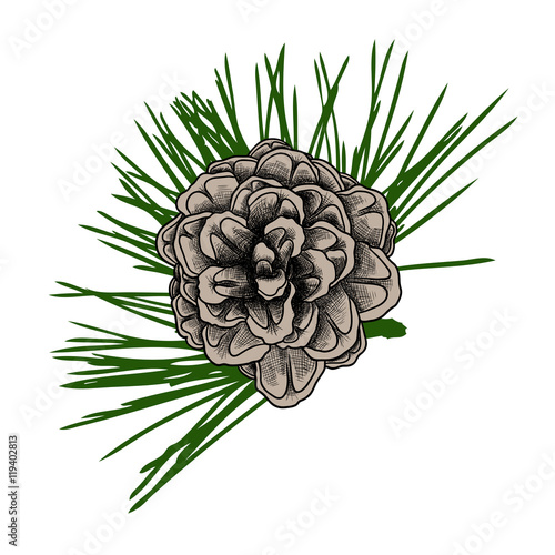 Conifer cone on pine tree branches, pine cone, hand drawing in color pinecone with open scales on branches with needles. 