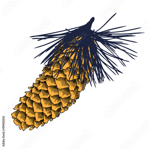Conifer cone on pine tree branches, pine cone, hand drawing in color pinecone with open scales on branches with needles. 