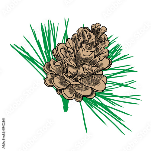 Conifer cone on pine tree branches, pine cone, hand drawing in color pinecone with open scales on branches with needles. 