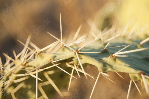 Macro Prickly Pear thorns on blur background