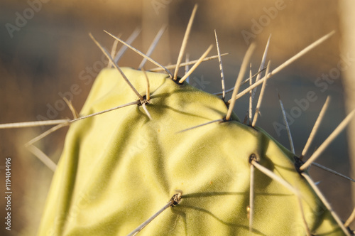 Macro Prickly thorns central position on blur background