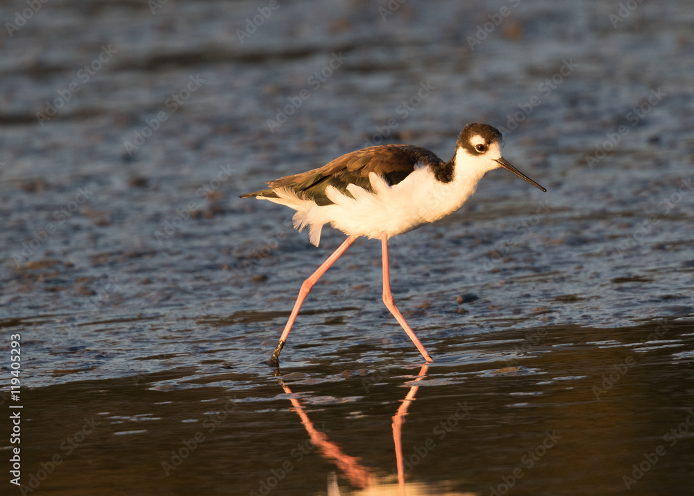 Fototapeta premium American Avocet, seen in a North California marsh