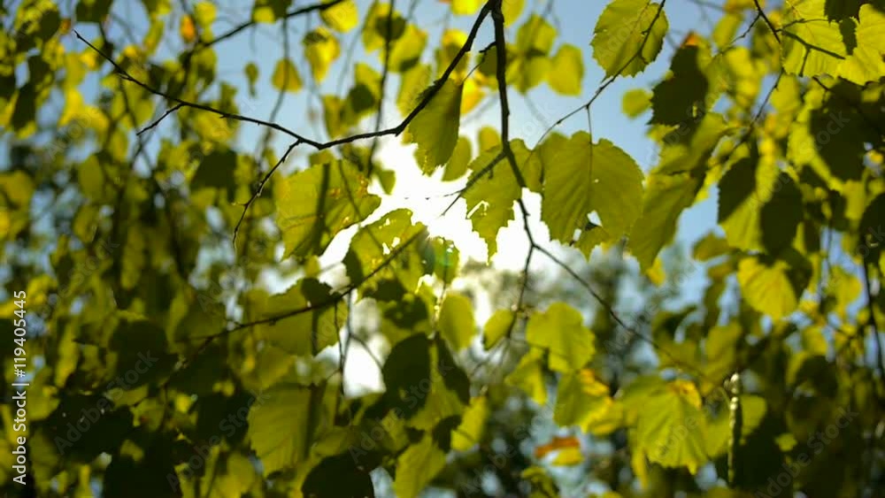 The sun shines through the leaves of trees The sun shines through the leaves of trees