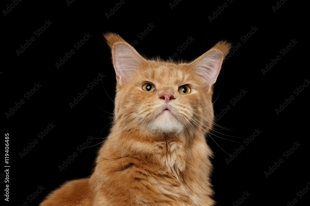 Close-up Portrait of Curious Ginger Maine Coon Cat Looking up Isolated on Black Background, Front view