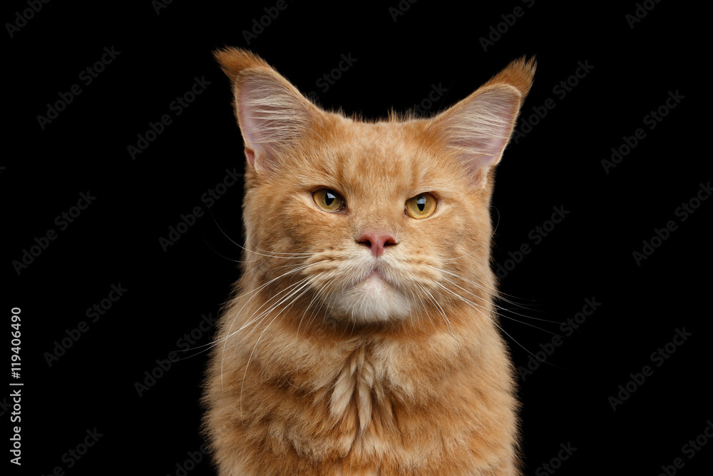 Close-up Portrait of Adorable Ginger Maine Coon Cat Curious Looking in Camera Isolated on Black Background, Front view
