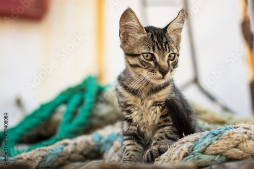 Fototapeta Naklejka Na Ścianę i Meble -  Cute Tabby Cat on Old Wooden Pallet. Little Cat on Abandoned Old Rusty Ship.