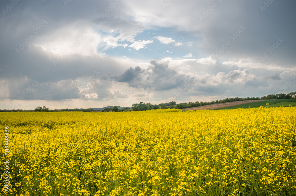 Rapeseed field under cloudy sky