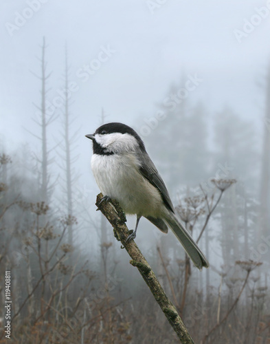 Carolina chickadee photo