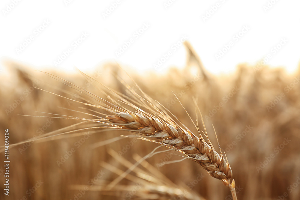 Yellow wheat spike in field, close up Yellow wheat spike in field, close up
