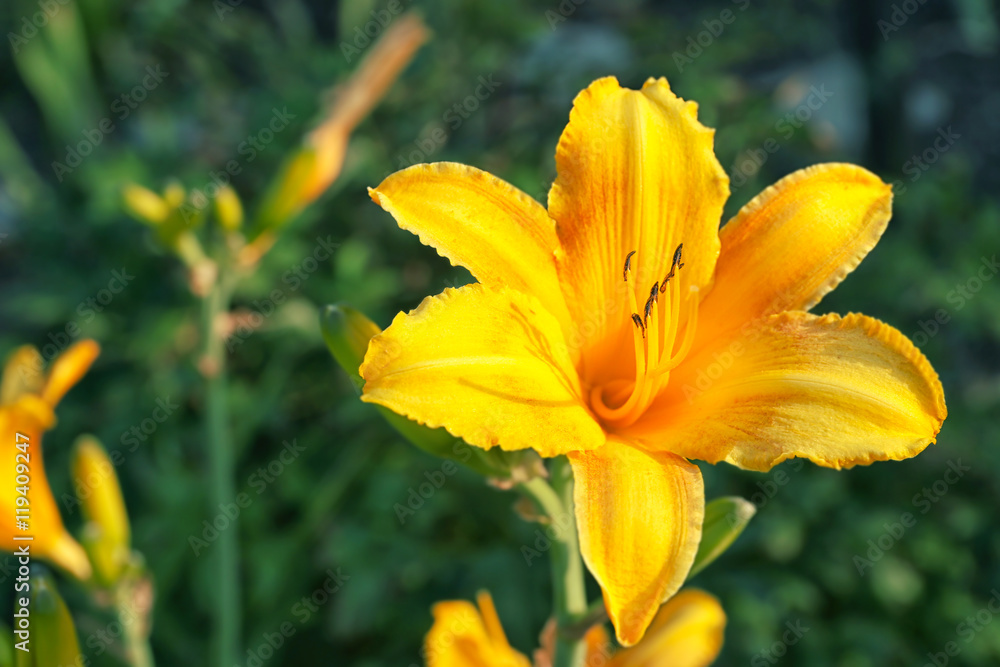 Beautiful flower in summer garden Beautiful flower in summer garden