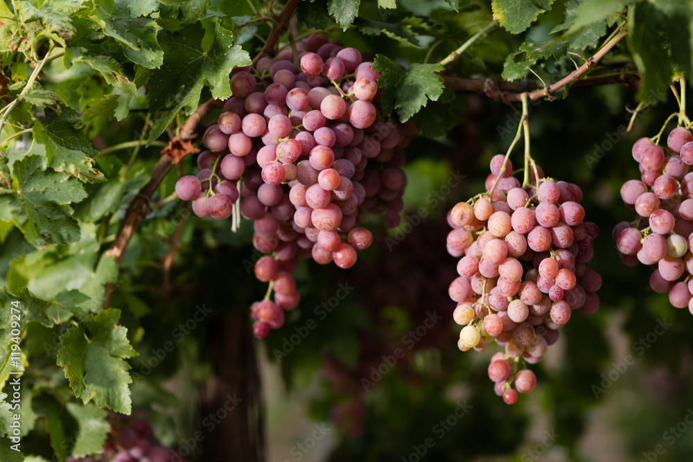 Red grape vineyard.