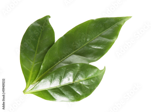 Green coffee leaves  isolated on white