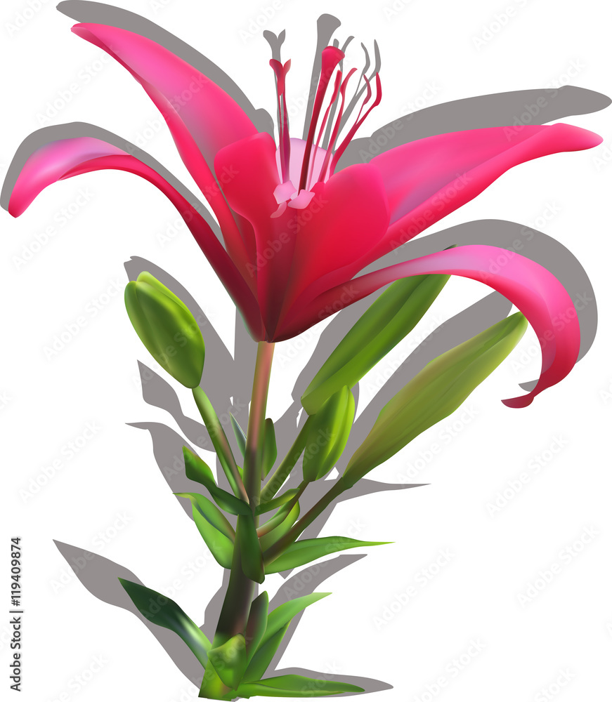 isolated on white dark pink lily with shadow