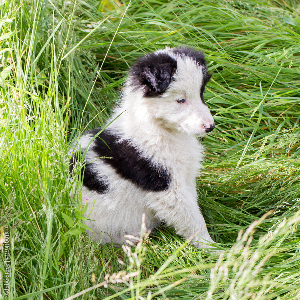 Border Collie puppy on a farm