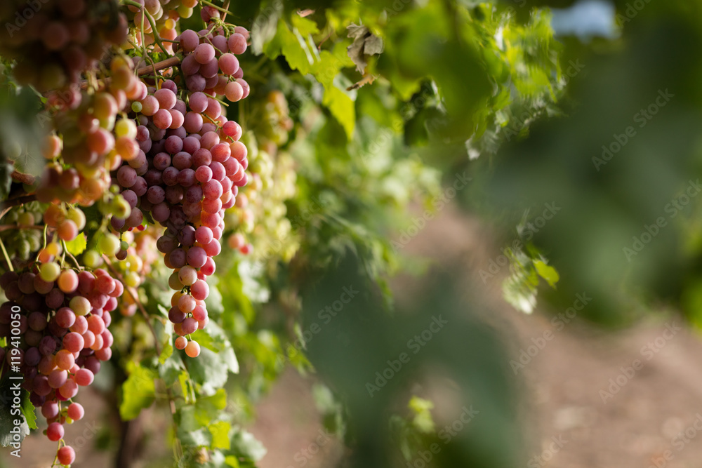 Red grape vineyard.