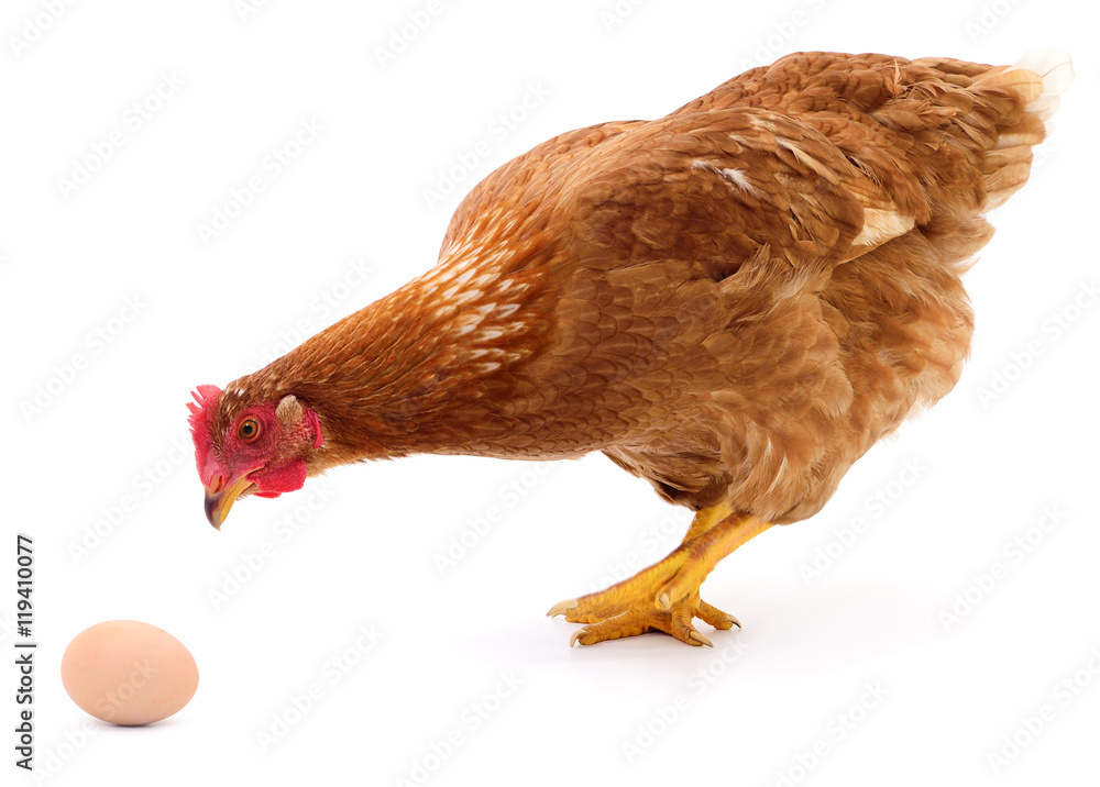 Obraz premium Brązowa kura i jajko.